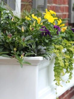 Fairfield Self-Watering Window Box, 4’ 14 Fairfield Self-Watering Window Box, 4’ -Gardener's supply company 39345 102V tif