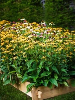 Farmstead Cedar Raised Garden Beds, 2' 17 Farmstead Cedar Raised Garden Beds, 2' -Gardener's supply company 8588144 014V tif