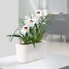 Lechuza® Delta Self-Watering Windowsill Planters -Gardener's supply company 8590298 03V tif
