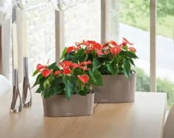 Lechuza® Delta Self-Watering Windowsill Planters 12 Lechuza® Delta Self-Watering Windowsill Planters -Gardener's supply company 8590298 04V tif