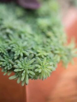 Tall Rectangular Copper Plant Tray, 18" X 5" X 4" -Gardener's supply company 8593534 4601 tif