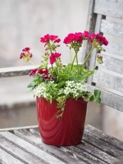 Front Page -Gardener's supply company 8595222 1137 tif