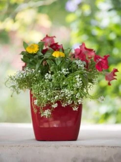 Viva Square Self-Watering Planter, 7" Diameter -Gardener's supply company 8595223 1111 tif