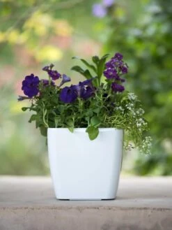 Viva Square Self-Watering Planter, 7" Diameter -Gardener's supply company 8595223 1118 tif