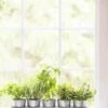 Galvanized Herb Planters With Rectangular Tray -Gardener's supply company 8595903 5946 tif