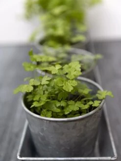 Galvanized Herb Planters With Rectangular Tray -Gardener's supply company 8595903 advice 1777 tif