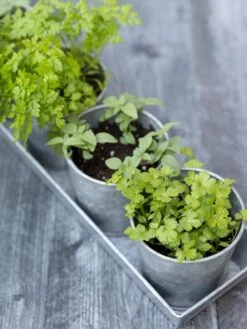 Front Page -Gardener's supply company 8595903 advice 1779 tif