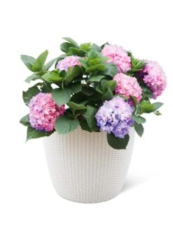 Weave Self-Watering Round Planter, 17" White -Gardener's supply company 8598372 3002 tif