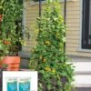 Gardener’s Victory Self-Watering Planter Garden With Vine Trellis -Gardener's supply company 8600174 2100 tif
