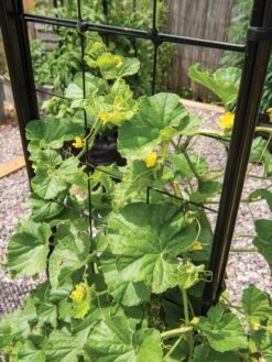 Gardener’s Victory Self-Watering Planter With Vine Trellis -Gardener's supply company 8600176 6853