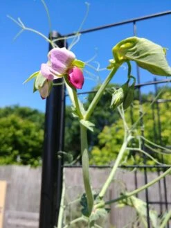 Gardener’s Victory Self-Watering Planter Garden With Vine Trellis 15 Gardener’s Victory Self-Watering Planter Garden With Vine Trellis -Gardener's supply company 8600177 6588 tif 1