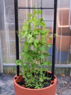 Gardener’s Victory Self-Watering Planter With Vine Trellis -Gardener's supply company 8600178 5000 tif