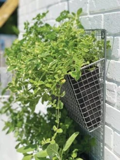 Wire Wall Pockets Vertical Gardens -Gardener's supply company 8609429 9500 tif