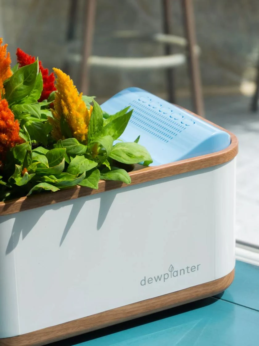 Dewplanter 3 Dewplanter - Image 2