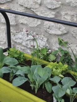 Vigoroot™ Self-Watering Easy Garden Planter 13 Vigoroot™ Self-Watering Easy Garden Planter -Gardener's supply company 8609879 04V tif