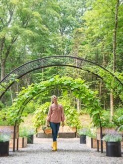 2’ X 8’ Arch Trellis For Planter Boxes -Gardener's supply company 8610798 071 tif