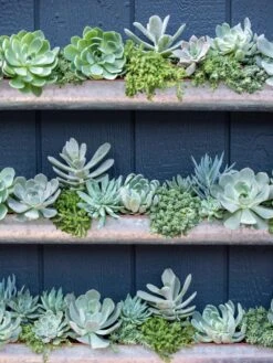 3-Tier Vertical Wall Planter, 3' -Gardener's supply company 8611013 055 tif