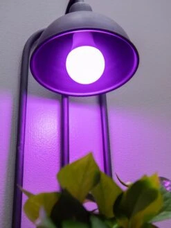 Kira Grow Light Hanging Planter 10 Kira Grow Light Hanging Planter -Gardener's supply company 8613232 5663