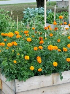 SeedSheets Organic Vegetable Garden, Easy Breezy Caprese, 4' X 8' 9 SeedSheets Organic Vegetable Garden, Easy Breezy Caprese, 4' X 8' -Gardener's supply company 8613295 04V