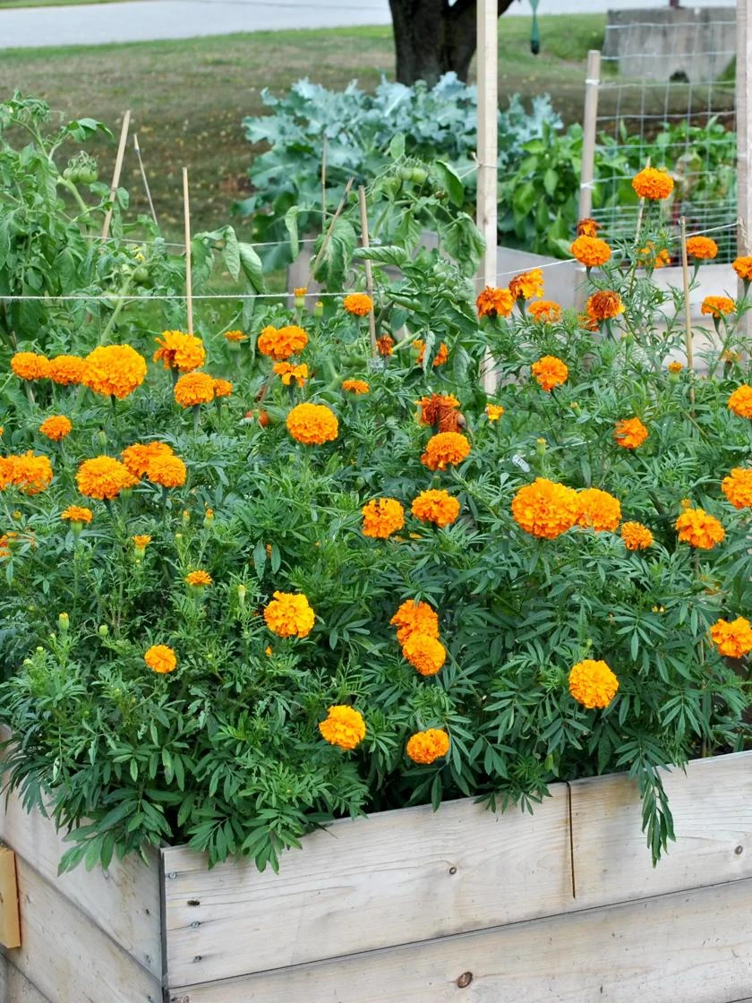 SeedSheets Organic Vegetable Garden, Easy Breezy Caprese, 4' X 8' 4 SeedSheets Organic Vegetable Garden, Easy Breezy Caprese, 4' X 8' - Image 3