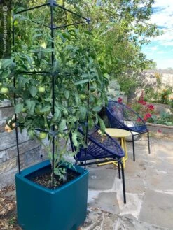 Oasis Self-Watering Tomato Planter With Trellis -Gardener's supply company 8613440 01IN