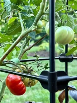 Oasis Self-Watering Tomato Planter With Trellis -Gardener's supply company 8613440 01TEST