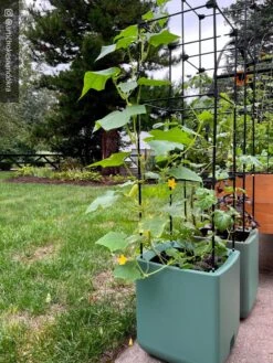 Oasis Self-Watering Tomato Planter With Trellis -Gardener's supply company 8613440 02TEST