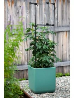 Oasis Self-Watering Tomato Planter With Trellis -Gardener's supply company 8613440 0373 3 4