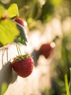 3-Tier Strawberry Bed -Gardener's supply company Strawberry3 3167 tif